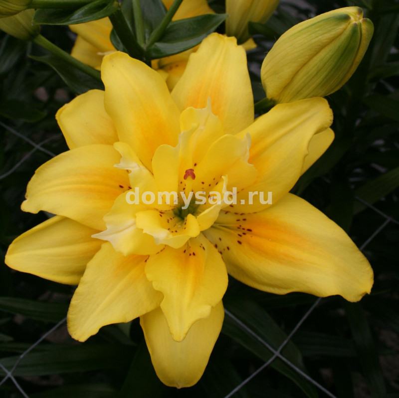 Лилия Кросскоурт, 10/12, ЛА махр., - 5шт