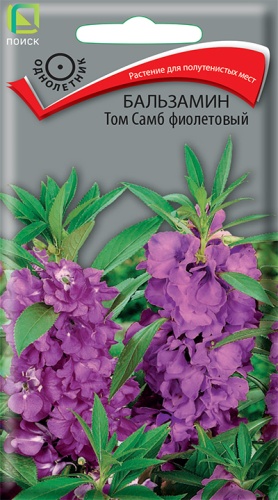 Бальзамин Том Самб фиолетовый (Поиск) Ц