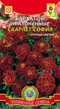 Бархатцы Скарлет София отклоненные 30см. (Плазменные семена) Ц