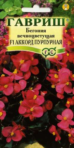 Бегония Аккорд Пурпурная F1 вечноцв. гранул. 5шт пробирка H10 (Гавриш) Ц