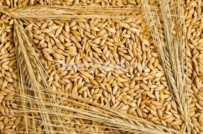 Ячмень посевной обработанный, сидерат (цена за мешок 30 кг.)
