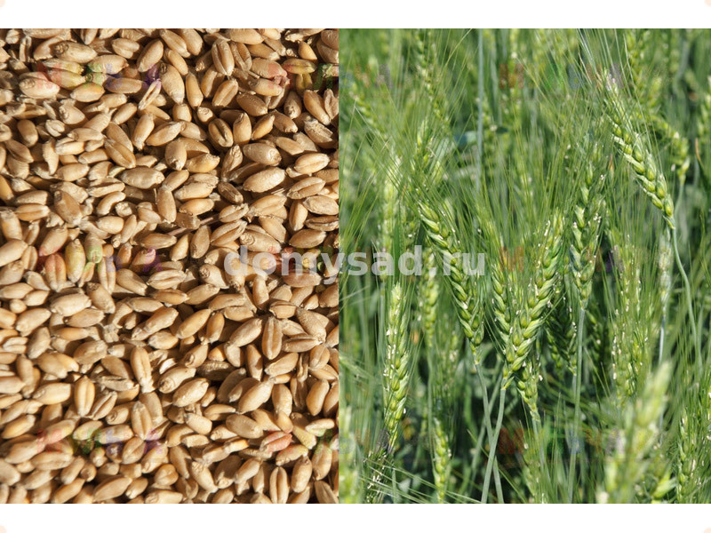 Пшеница посевная, сидерат (цена за мешок 30 кг.)