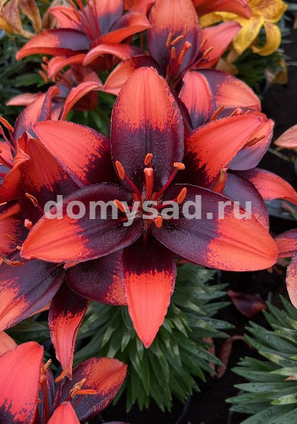 Лилия Тайни Инк, 10/12, аз.низк., - 7шт