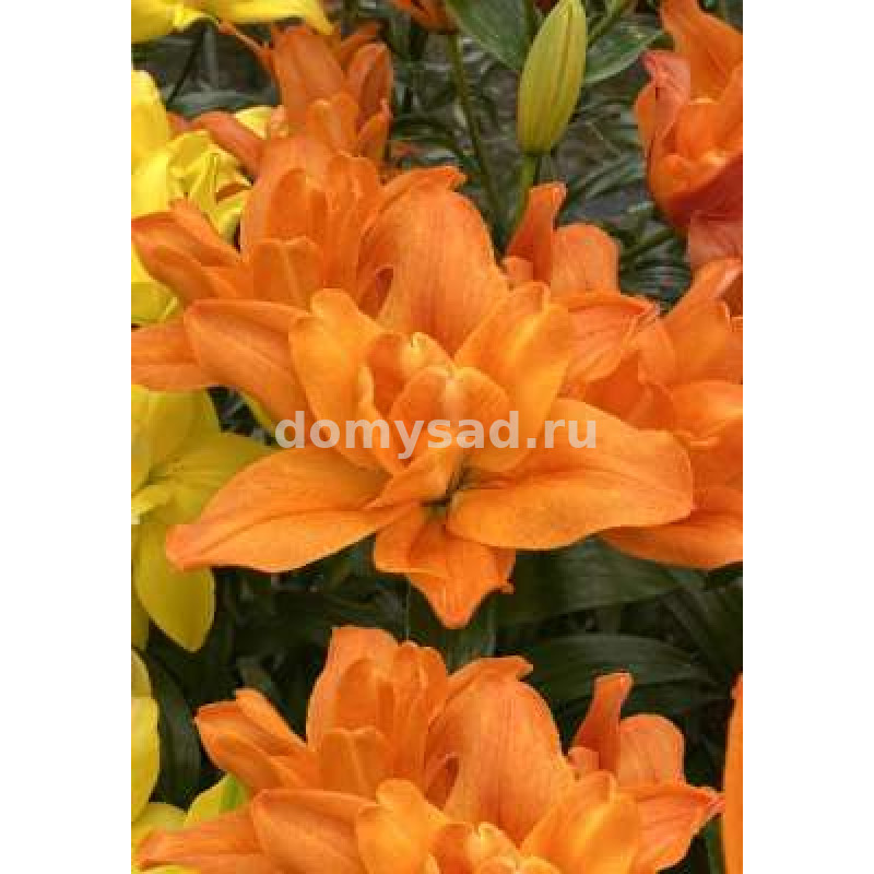 Лилия Дьюс, 10/12, ЛА махр., - 5шт