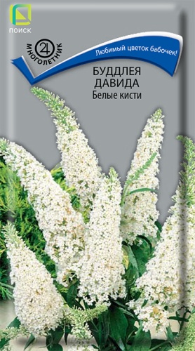 Буддлея Давида Белые кисти (Поиск) Ц