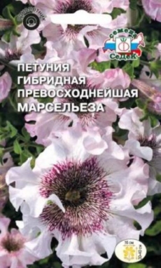 Петуния Марсельеза белая с черными прожилками, махровая крупноцветковая (Седек) Ц