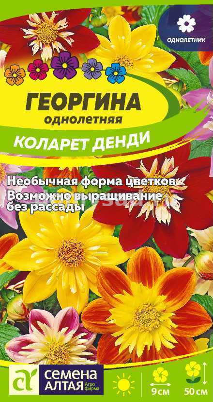 Георгина Коларет Денди (Семена Алтая) Ц