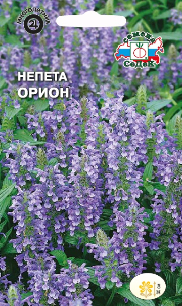 Непета Орион (котвник мусина) (Седек) Ц