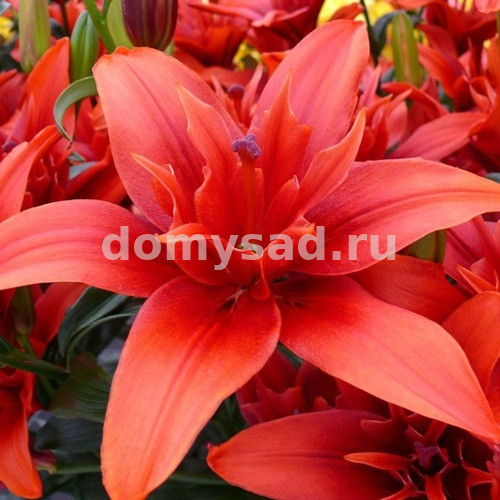 Лилия Фанни Твин, 12/14, аз.махр., - 5шт