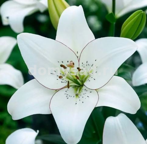 Лилия Айлинер, 12/14, ЛА, - 7шт