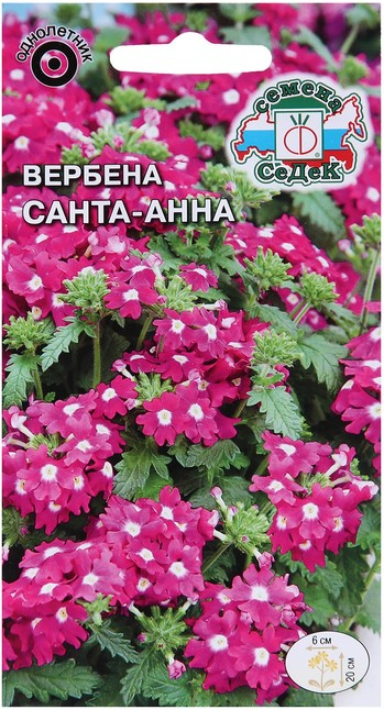 Вербена Санта-Анна гибридная низкорослая розовая (Седек) Ц