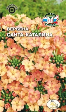 Вербена Санта-Каталина (Седек) Ц