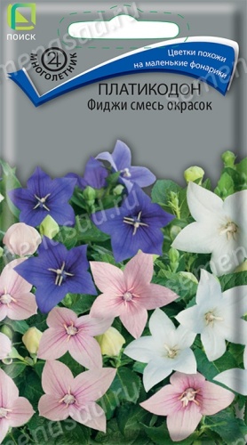 Платикодон Фиджи смесь окрасок (Поиск) Ц