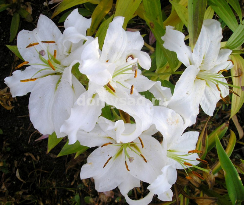 Лилия Сибирь, 12/14, вост., - 5шт