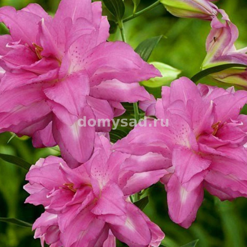 Лилия Лотус Дрим, 12/14, вост.махр., - 5шт