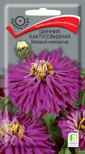 Цинния Кактусовидная Лиловый император (Поиск) Ц
