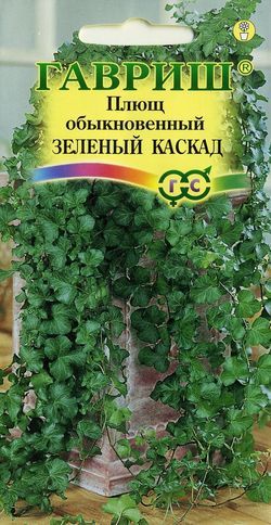 Плющ обыкновенный Зелёный каскад (Гавриш) Ц