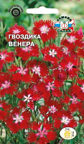 Гвоздика Пышная Венера, малиново-красная (Седек) Ц