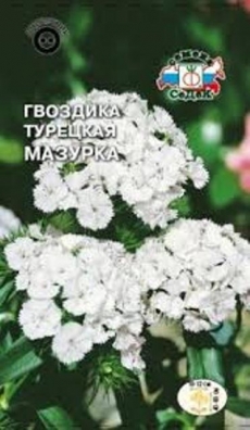 Гвоздика турецкая Мазурка (белая) (Седек) Ц