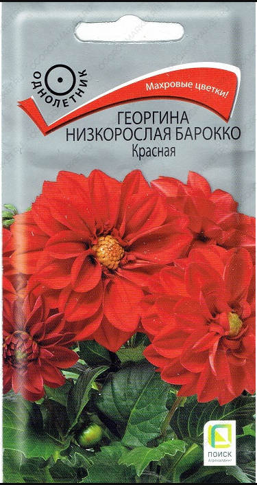 Георгина Барокко Красная,НИЗКОРОСЛАЯ (Поиск) Ц