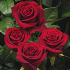 Превикур Энерджи 20мл./3/30 Bayer Garden