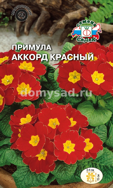 Примула Аккорд красный бесстебельный (Седек) Ц