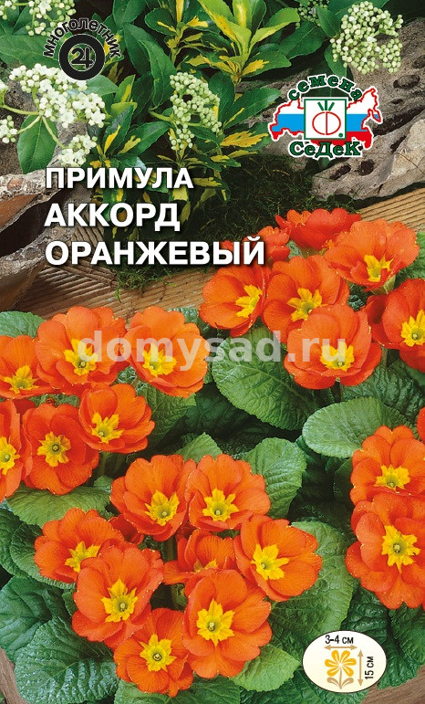 Примула Аккорд оранжевый бесстебельный (Седек) Ц