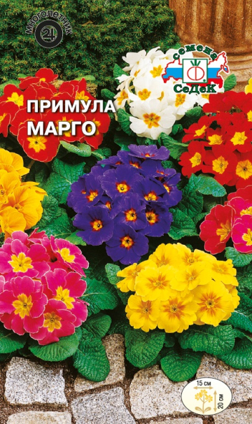 Примула Марго (многоцветковая смесь) (Седек) Ц