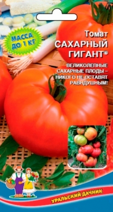 Георгина декоративная КИЕВ -1 шт.(белый с лиловым оттенком, диаметр цветка 20см,)
