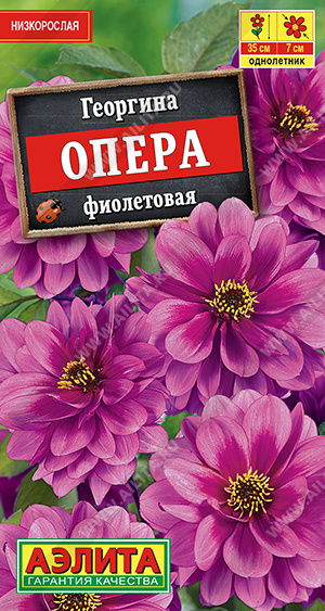 Георгина Опера фиолетовая (Аэлита) Ц