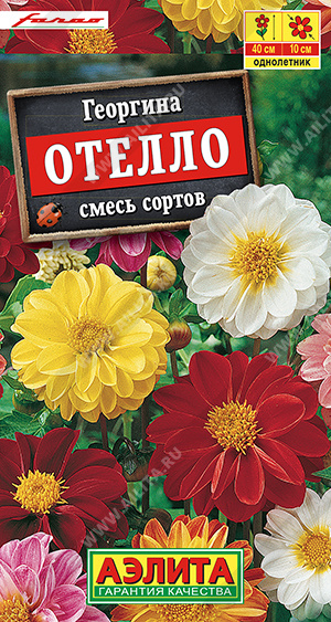 Георгина Отелло смесь (Аэлита) Ц