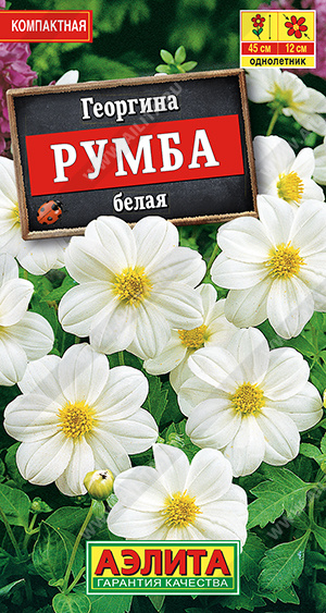 Георгина Румба белая (Аэлита) Ц