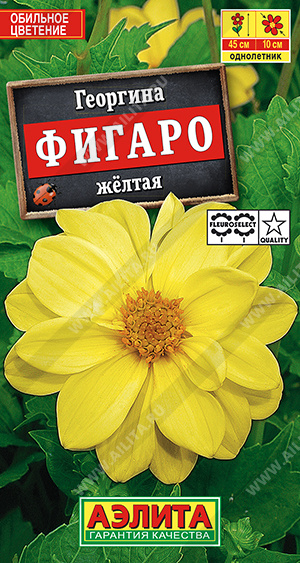 Георгина Фигаро махровый Желтая (Аэлита) Ц