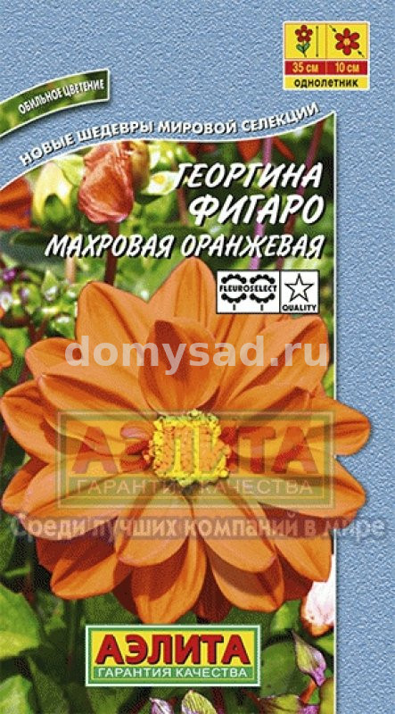 Георгина Фигаро махровый оранжевый (Аэлита) Ц