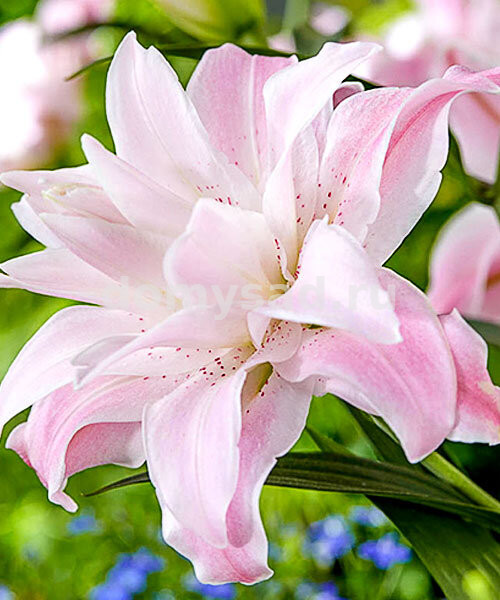 Лилия Лотус Куин, 12/14, вост.махр., - 5шт