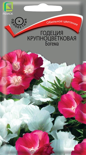 Годеция крупноцетковая Богема (Поиск) Ц