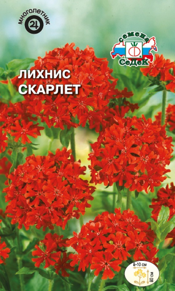 Лихнис Скарлет (красный) (Седек) Ц