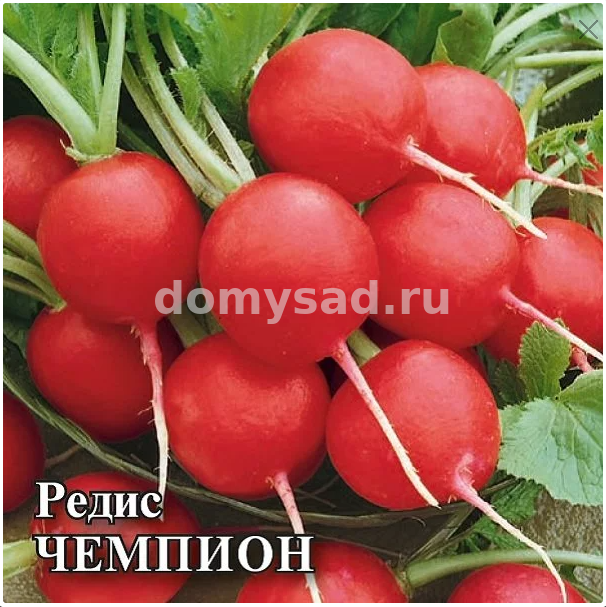 ред.Чемпион (Круглый,ранний,красный) (Гавриш) Ц