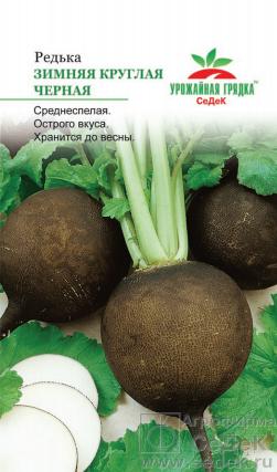 Редька Черная зимняя круглая (Седек) Ц