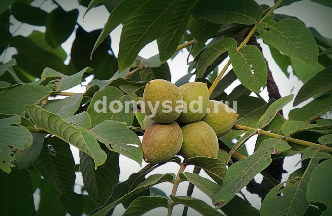 Орех Маньчжурский/Цкор.