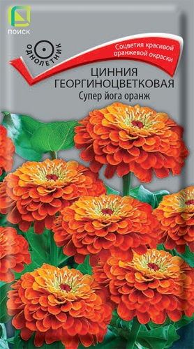 Цинния георгиноцветковая Супер йога оранж (Поиск) Ц