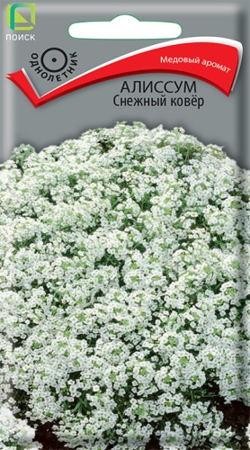 Алиссум Снежный ковёр (Поиск) Ц