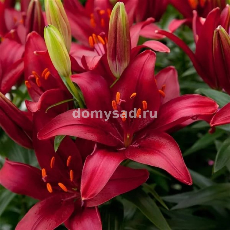 Лилия Тайни Комфорт, 10/12, аз.низк., - 7шт