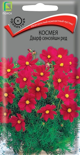 Космея Дварф сенсейшн ред (Поиск) Ц