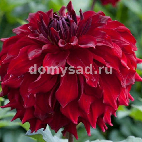 Георгина Мингус Алекс, декор., р-р I, - 1шт