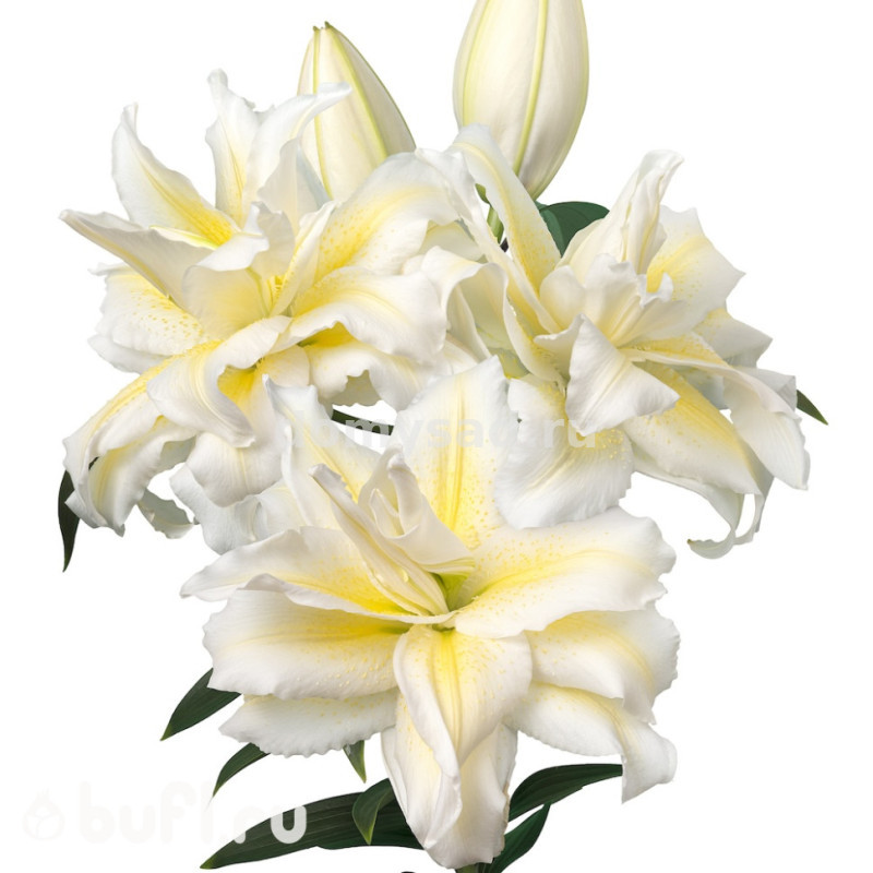 Лилия Roselily Ирвана, 12/14, вост.махр., - 5шт