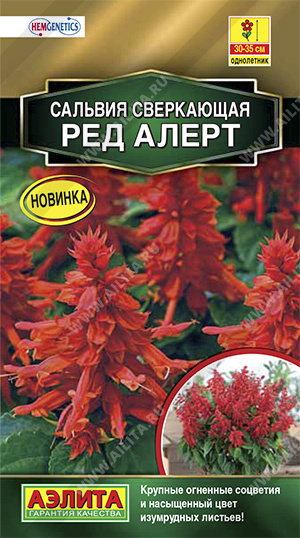 Сальвия Сверкающая Ред Алерт (Аэлита) Ц