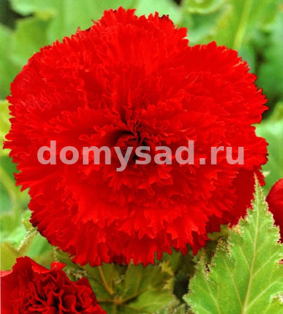 Бегония Бахромчатая Красная, 5/6, - 3шт