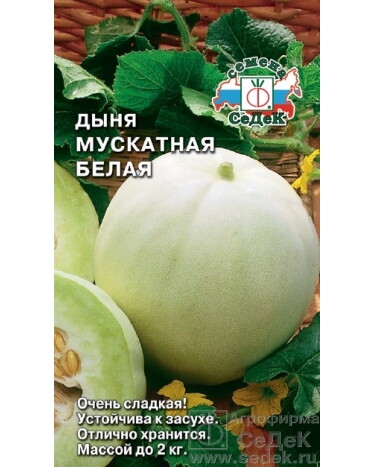 Дыня Мускатная белая (Седек) Ц