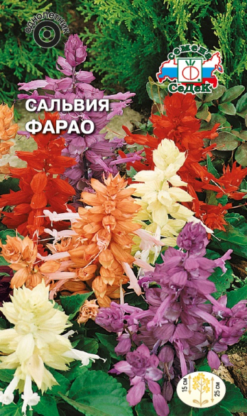 Сальвия Фарао, низкорослая смесь (Седек) Ц